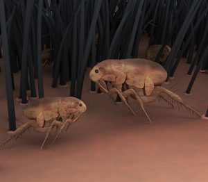 Mosquito Joe | Rid Your Yard of Fleas