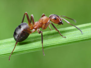 A very close up photo of a fire ant resting on a singular blade of grass. 
